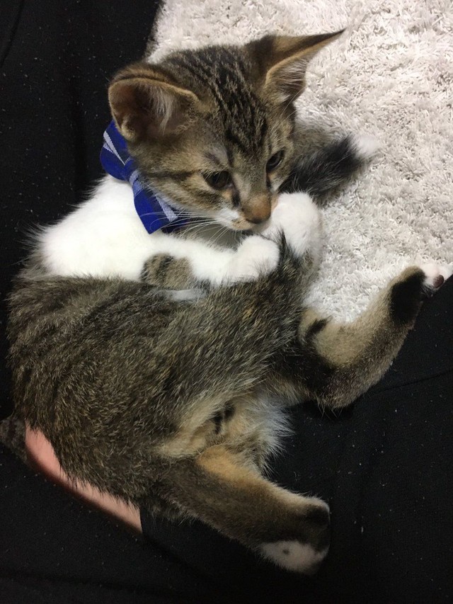 子猫時代のまーちゃん（画像提供：保護猫ま～ちゃんさん）