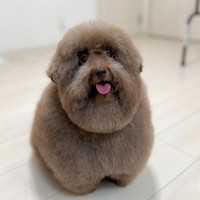 「トリミング後のご褒美おやつをあげている時の写真です！」（提供：ごつもりプードルさん）