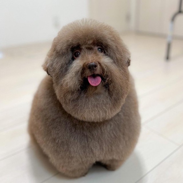 「トリミング後のご褒美おやつをあげている時の写真です！」（提供：ごつもりプードルさん）