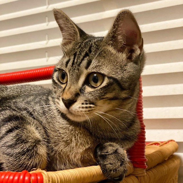 お気に入りの場所で。くりっとした目が可愛らしい