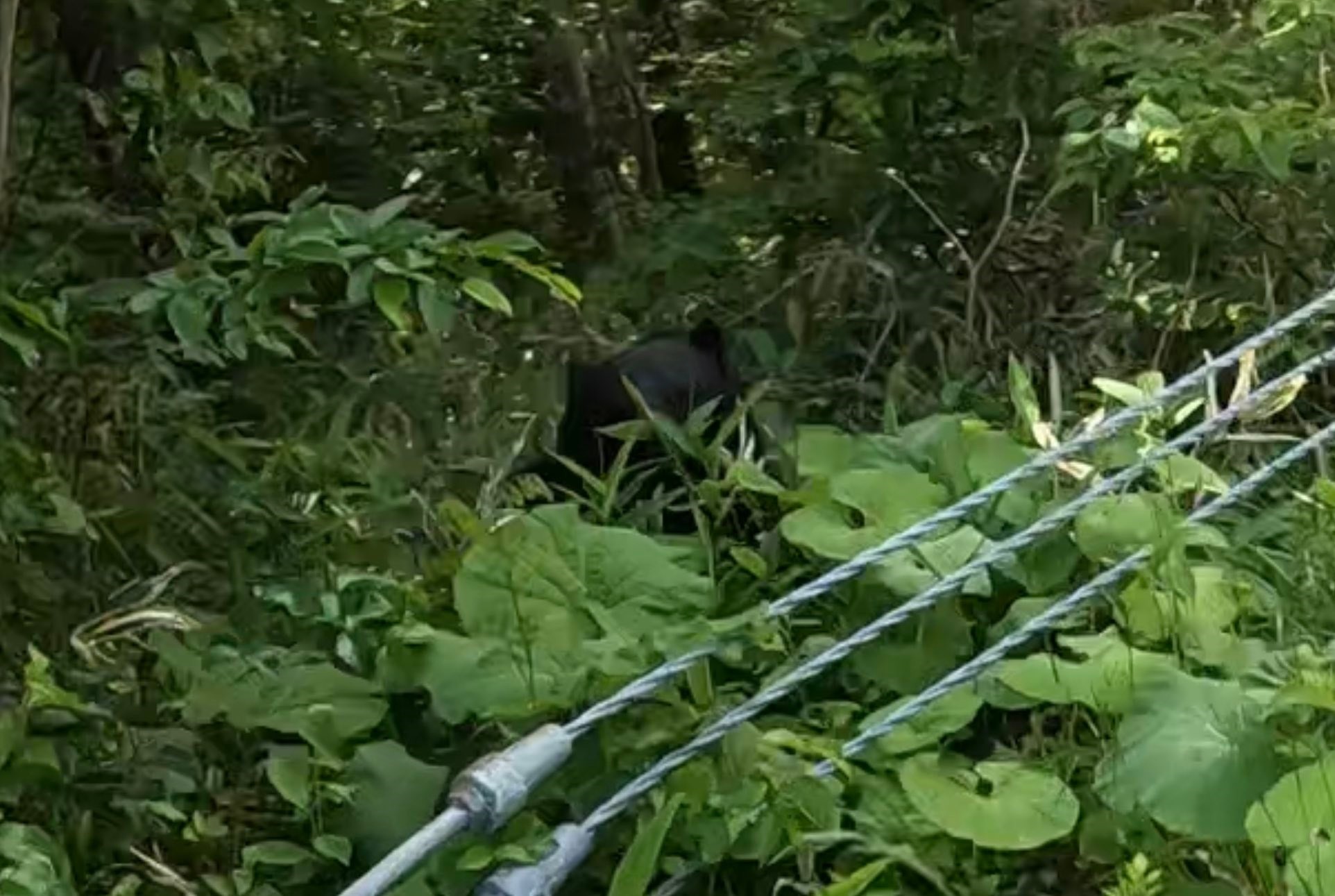 あの…クマ、クマがいますよ～」丸まった黒い塊がすっと動き…巨大