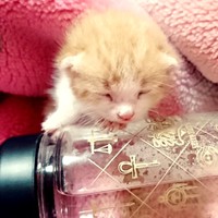 保護間もないころのきなこちゃん_温かい毛布の上でまったり（画像提供：きなこさん）