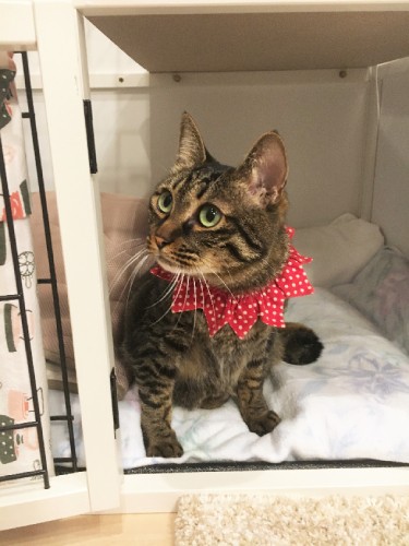 シェルターで4年を過ごしていたレオ（またたび家提供）