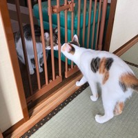 妹分のとぴちゃん（手前）と初めて友好的な鼻チューをするラファくん。想像よりも早く仲良くなれました