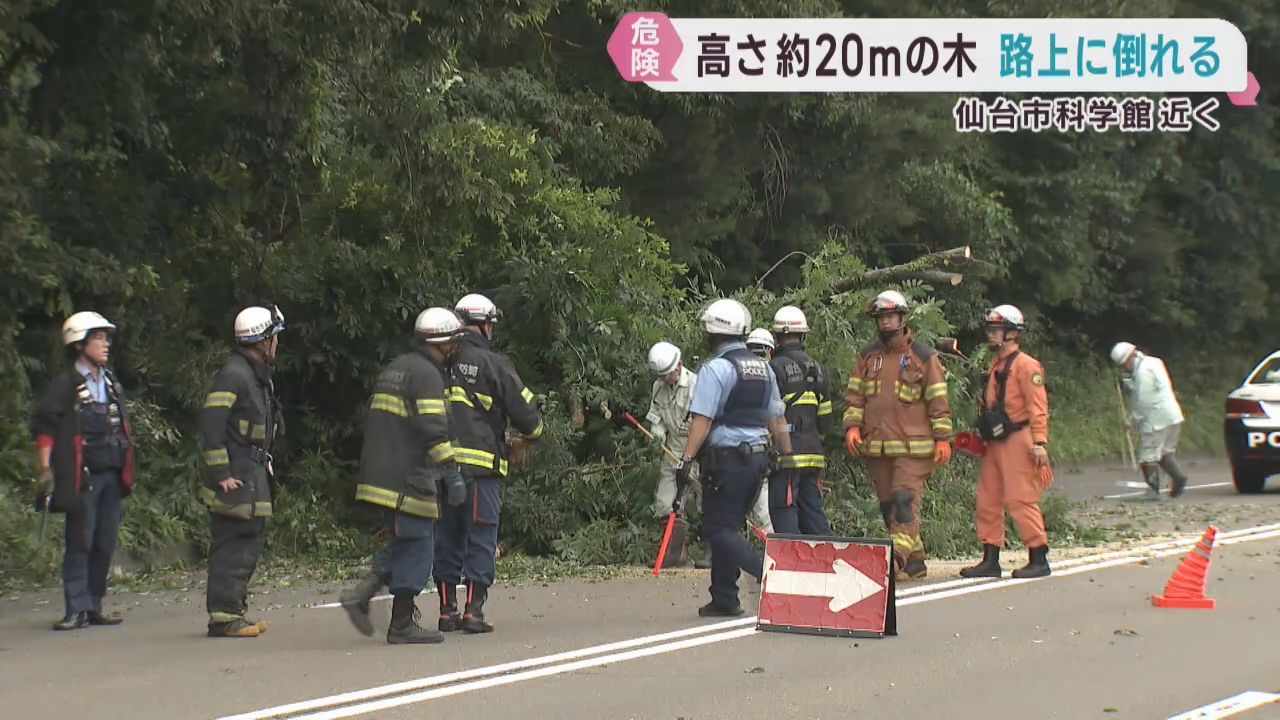 高さ２０メートルの木が倒れ市道を塞ぐ　仙台・青葉区の仙台市科学館東側