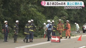 高さ２０メートルの木が倒れ市道を塞ぐ　仙台・青葉区の仙台市科学館東側