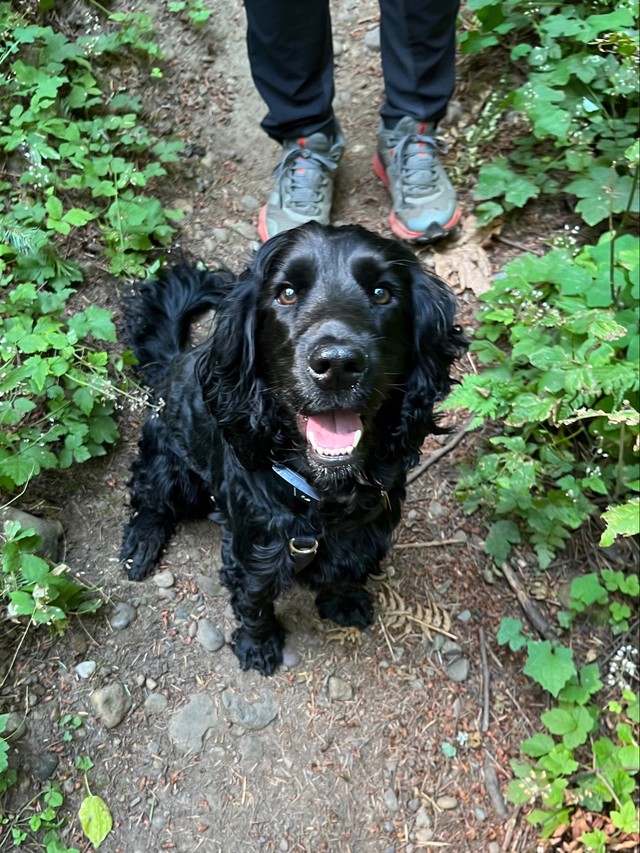 お散歩中の一幕（提供：おっちょこちょいのいぬさん）