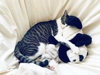 甘えん坊麦ちゃん＝am___catsさん提供