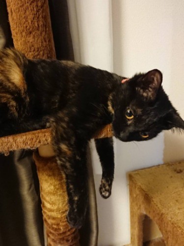 大きくになるにつれ、サビ柄が広がったモネ（信吾さん提供）