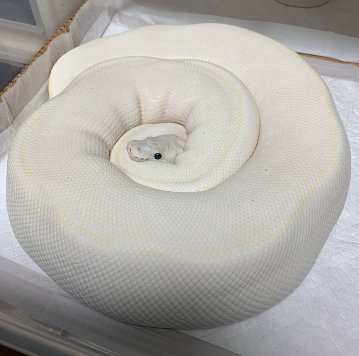 パンパンでまん丸の丸 なヘビさんが 卵を産んでママに 赤ちゃんは２カ月後に誕生予定 まいどなニュース