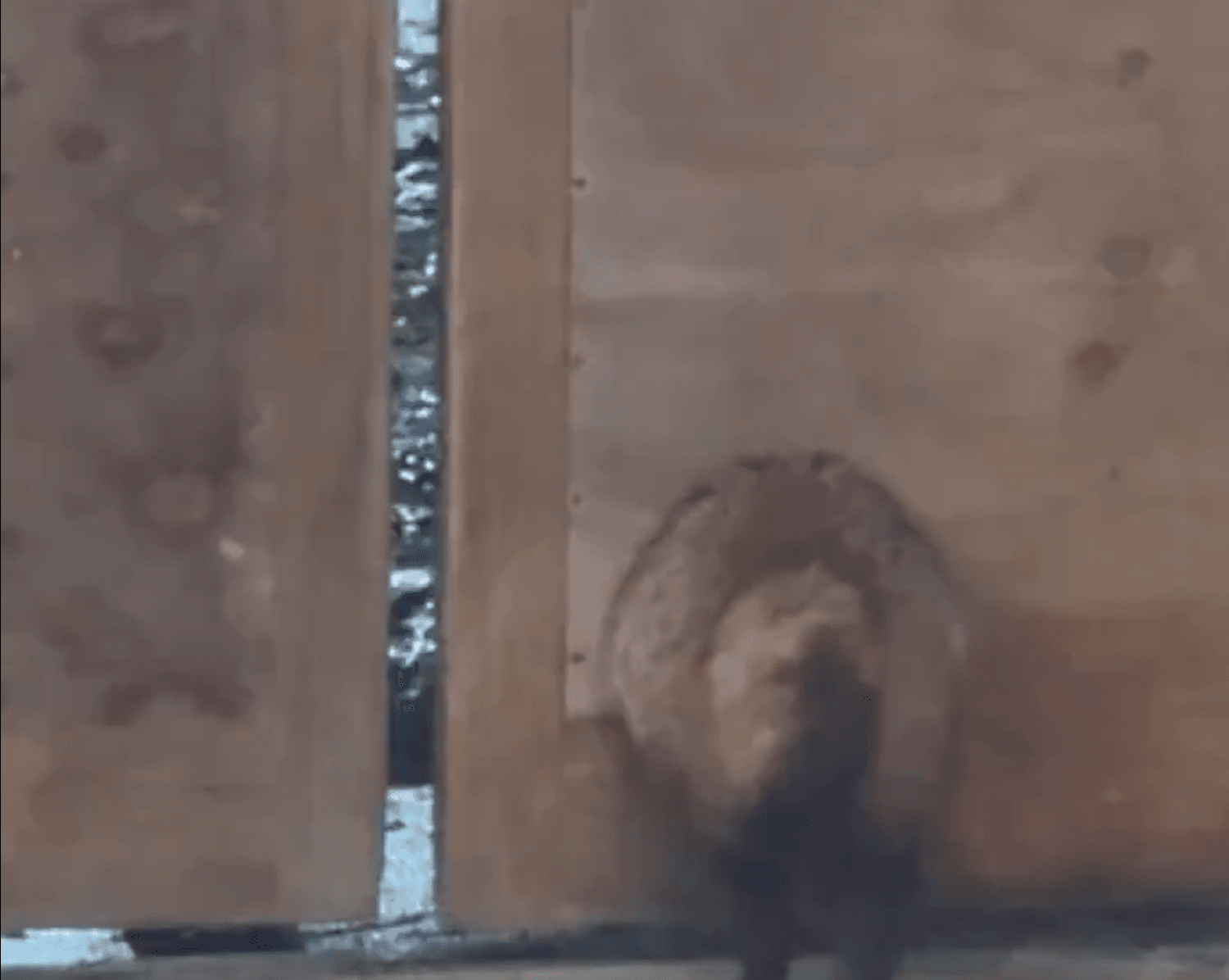 なぜ1匹だけ穴にスポッ！