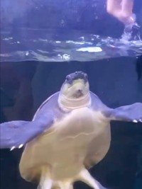 お父さんが触れるのをやめるとブタバナガメに異変が（画像提供：corokukizさん）