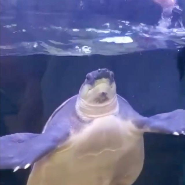 お父さんが触れるのをやめるとブタバナガメに異変が（画像提供：corokukizさん）