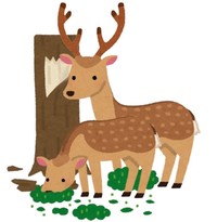 京都府では近年、増えすぎた「ニホンジカ（鹿）」による農作物等の食害、接触による死亡事故も発生。府では「鹿」は救護対象外となっている
