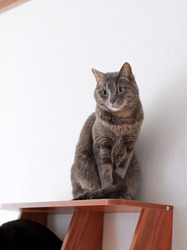 リリー（男の子）