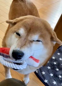 すずちゃんが「おもちゃ」や「ぬいぐるみ」を咥えてニコニコ顔でやってくるのは、嬉しい時や構って欲しい時（画像提供：ミニすずさん @RKfWUAQ1xbOEEAp）