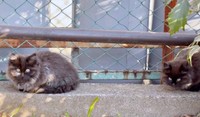 公園で身を寄せ合って生きていたちゃこちゃん、ちょこちゃん（画像提供：Li  2匹の保護猫と日常さん）