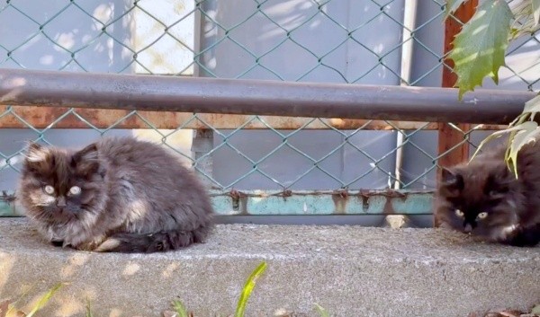 公園で身を寄せ合って生きていたちゃこちゃん、ちょこちゃん（画像提供：Li  2匹の保護猫と日常さん）