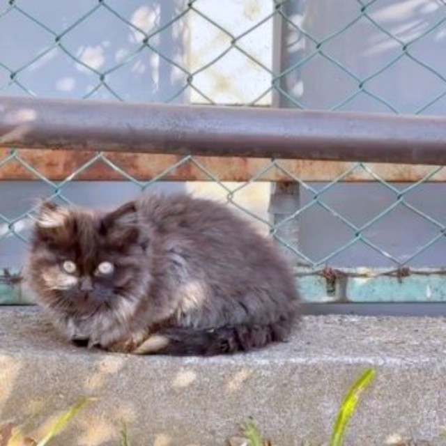 公園で身を寄せ合って生きていたちゃこちゃん、ちょこちゃん（画像提供：Li  2匹の保護猫と日常さん）