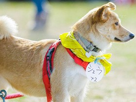 取り組みに理解広がる　保護犬「譲渡会」って、どんなところ？
