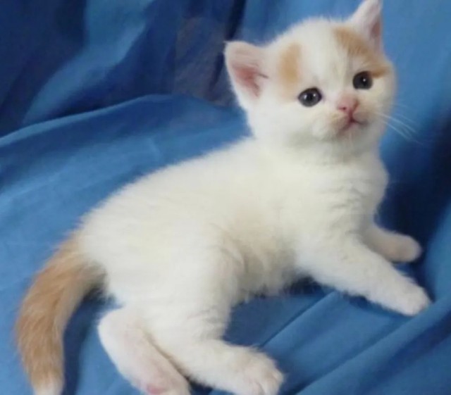 くつろぐ子猫時代のティーちゃん／mayuneko_teaさん提供