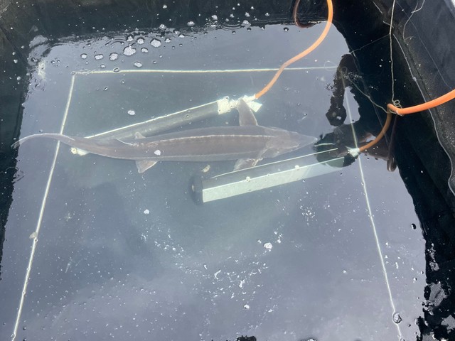 1mものサイズがあるとそれなりの大きな水槽が必要となってくる（滋賀県立琵琶湖博物館のFacebookより）