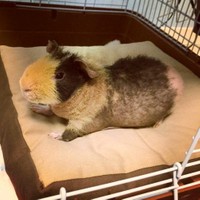 犬や猫以外のペットにも。こちらはモルモットの一種であるスキニーギニアピッグ。グランドベッド（オーダーメイド）（提供：キムラ）