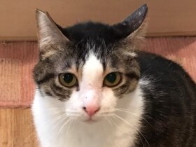 出会いを待っています　「パナソニック保護犬猫譲渡会」に参加予定の犬や猫（８）