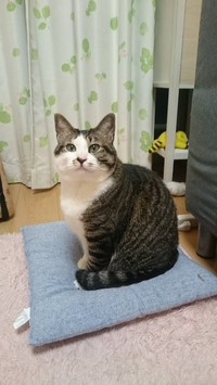 遺影にした杏子ちゃんの写真