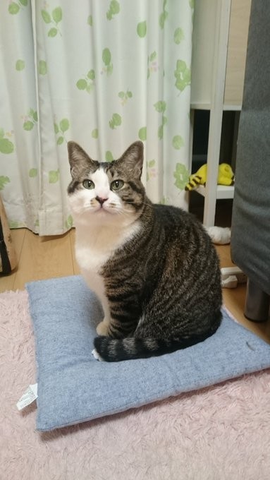 遺影にした杏子ちゃんの写真