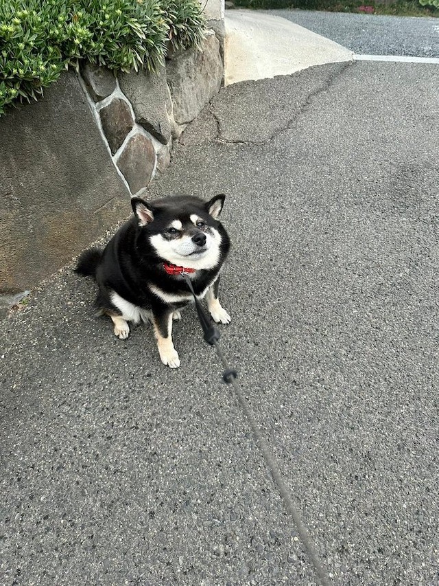 飼い主：雨だ！急げー！　黒柴：行かぬ…（ニヤリ）（画像提供：黒柴たろうさん @07tarou09）