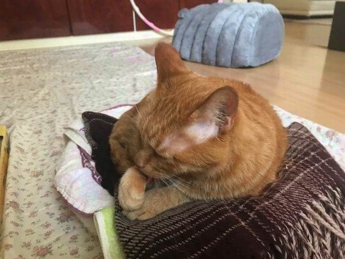 「おやすみなさい」