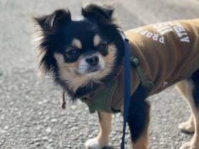 不満があるとゴニョゴニョモゴモゴ声で訴える！　おしゃべり上手なチワワの「そら」