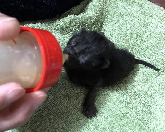 ミルクを飲むヨルイチくん