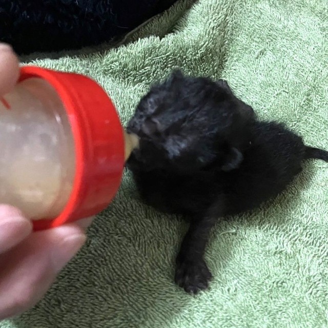 ミルクを飲むヨルイチくん