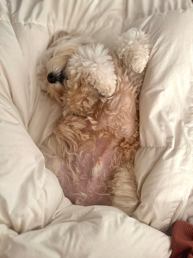 ふかふかのベットにダイブして眠る様子（提供：かまぼこさん）