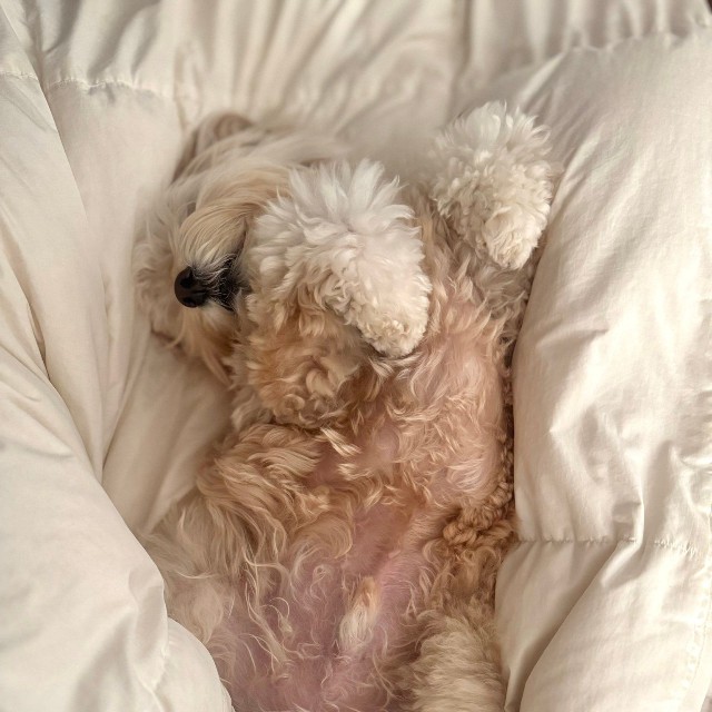 ふかふかのベットにダイブして眠る様子（提供：かまぼこさん）