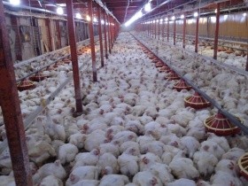 ボルソナロからルラ政権に変わることは動物にも朗報か？　ブラジルの動向を追う