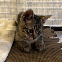 抱きしめたくなる可愛らしさ