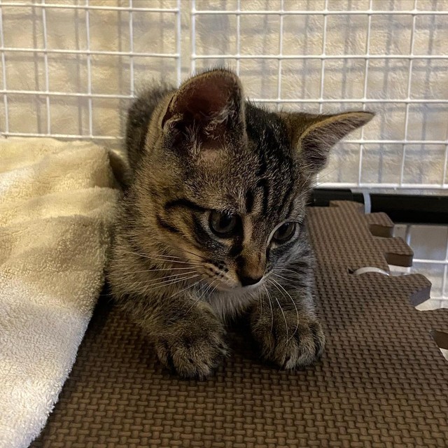 抱きしめたくなる可愛らしさ