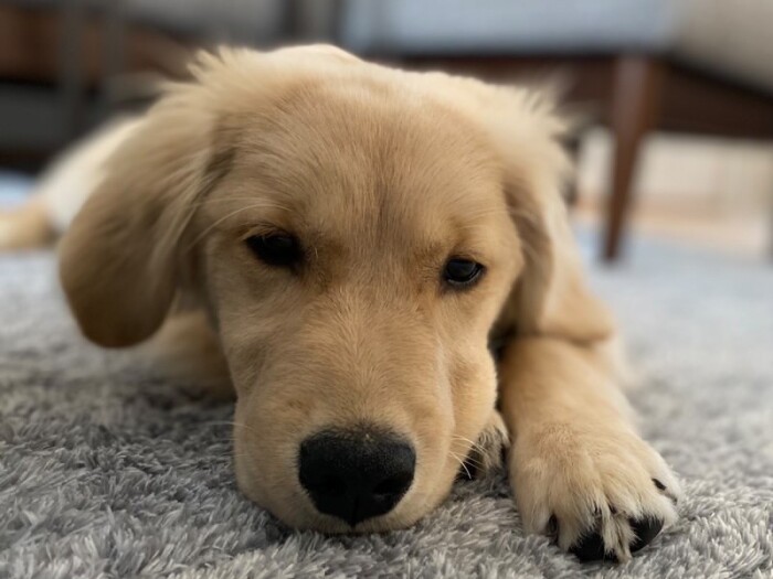 家に来たころの「ひな」