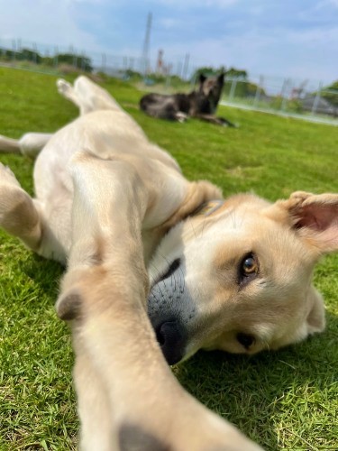 「一緒にゴロゴロしようよ～」