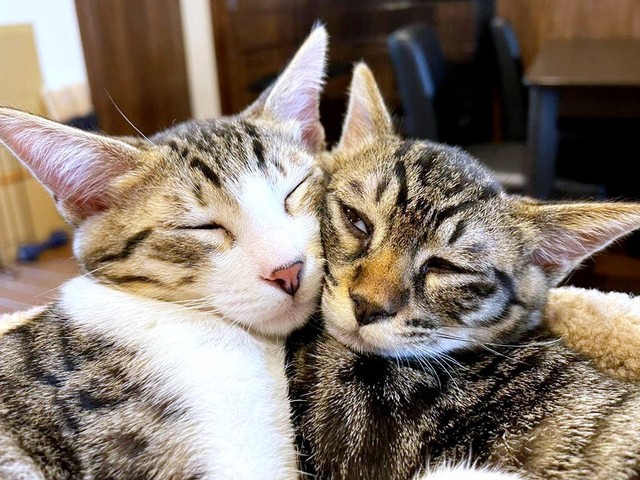 子猫時代、頬を寄せ合ってくつろぐ南南くん（左）と真良くん（右）（画像提供：まよなんさん）