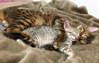 猫奴隷さんにとって、たろさんは「猫と共に生きるとは何か」を教えてくれた存在だったという（猫奴隷さん提供）