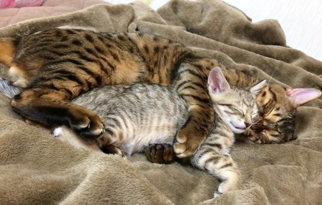 猫奴隷さんにとって、たろさんは「猫と共に生きるとは何か」を教えてくれた存在だったという（猫奴隷さん提供）