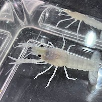 白いアメリカザリガニ　提供：人と科学の未来館サイピア