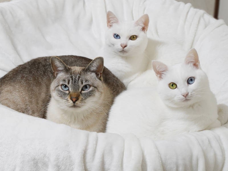 左からルカくん、くららちゃん、珊瑚ちゃん（sangorukaさん提供）