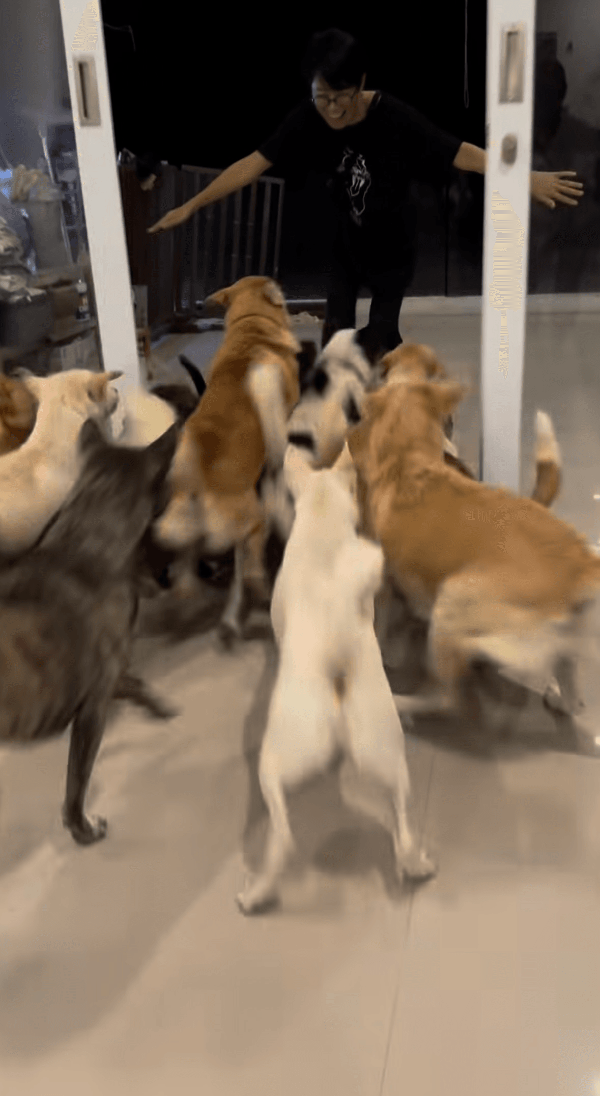 帰宅すると犬たちが駆け寄ってお出迎え／ぱんはな家さん（@pan._.hana）提供