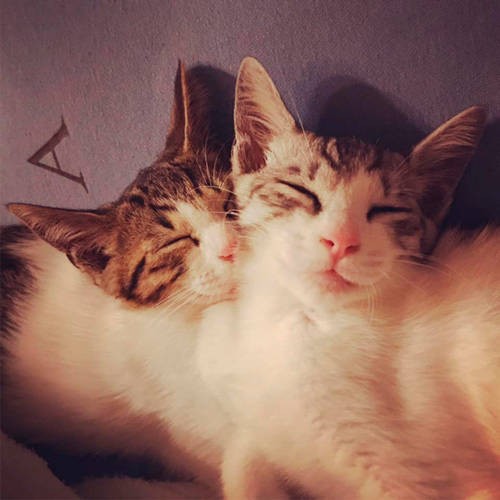 新しいご家族の元、どんどん幸せになってほしい