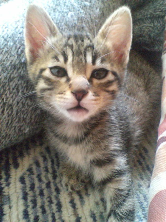 子猫時代のタコスちゃん。可愛い♡（提供：いきさん さん）